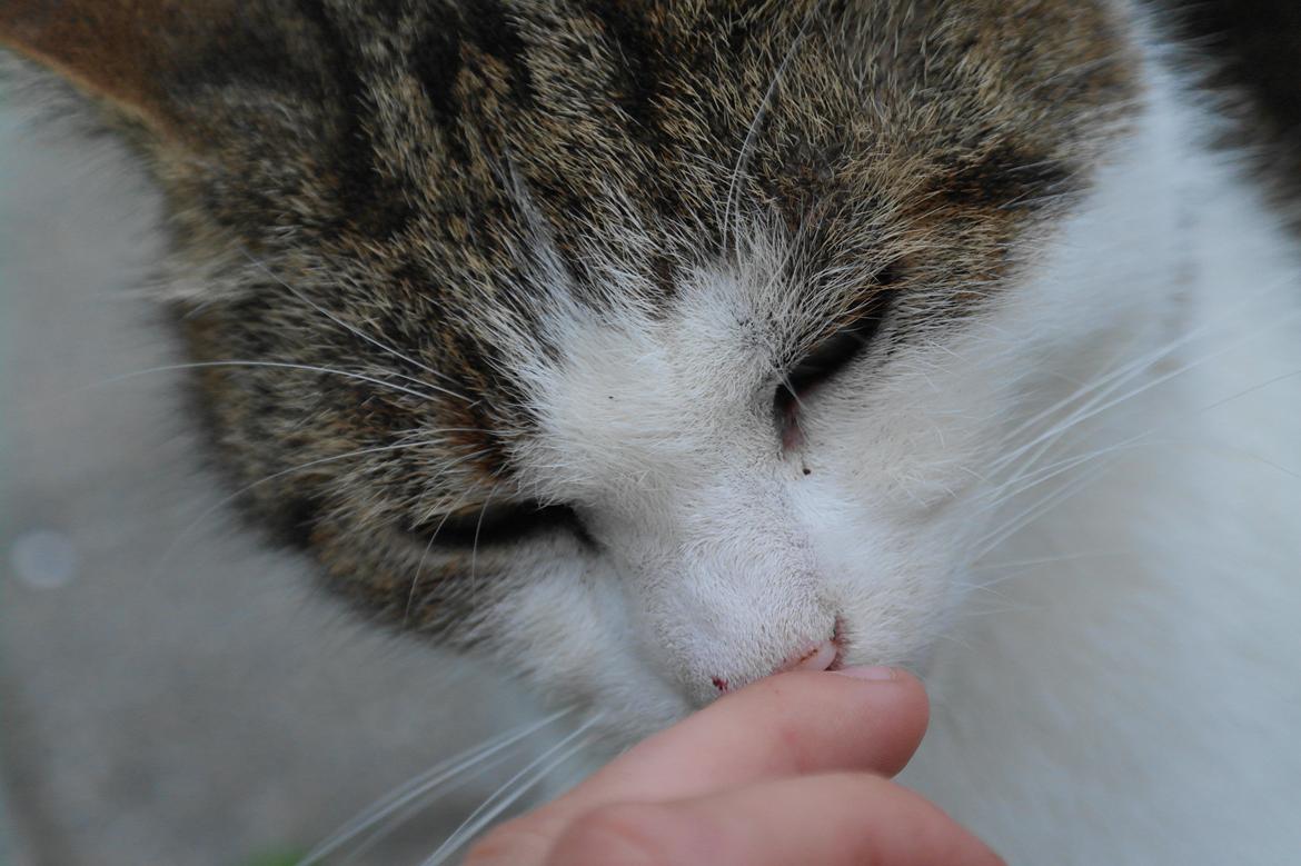 Huskat misser billede 16