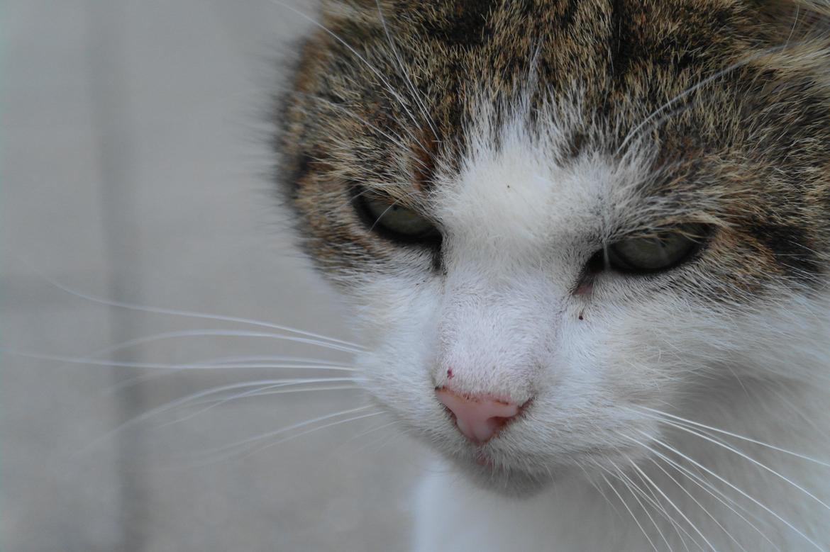 Huskat misser billede 17