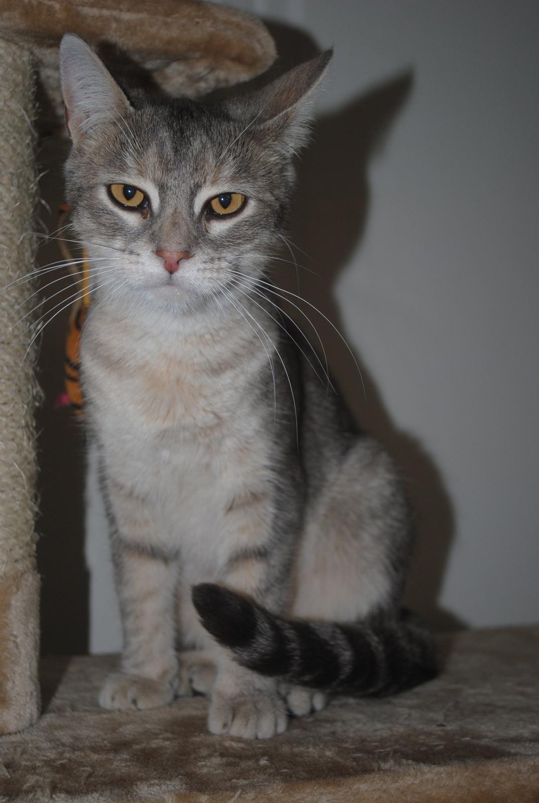 Huskat Pelle billede 1