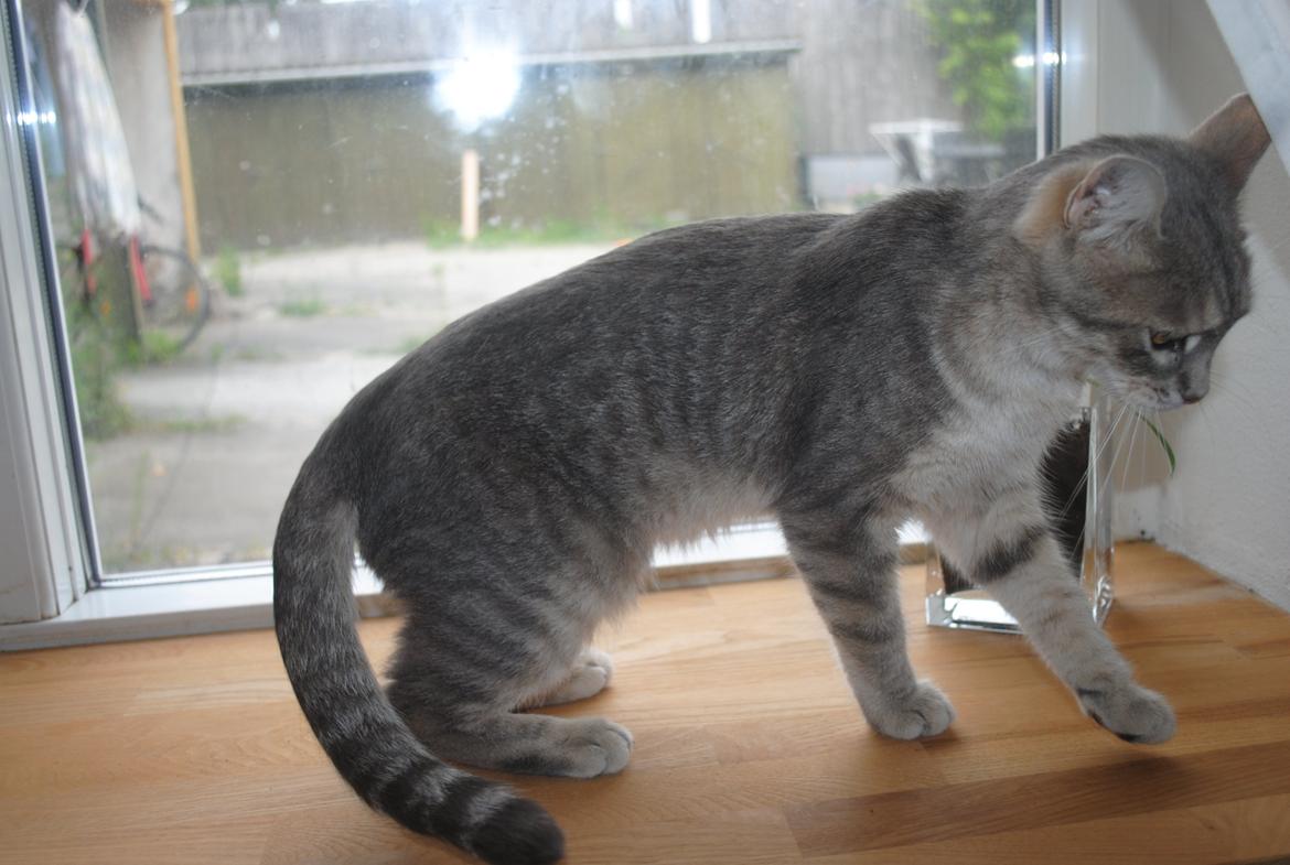 Huskat Pelle billede 2