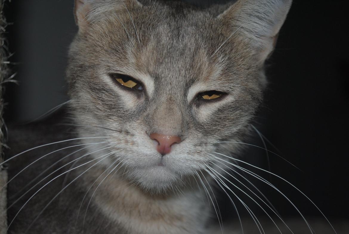 Huskat Pelle billede 3