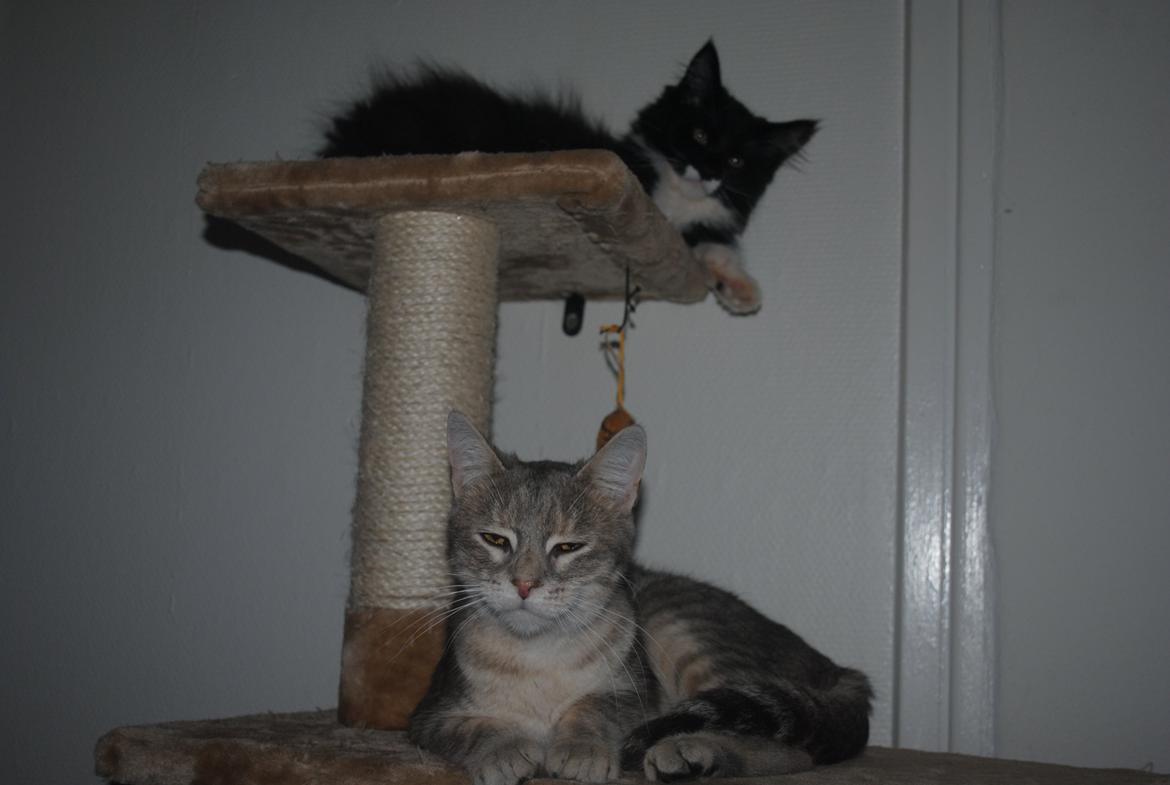 Huskat Pelle billede 4