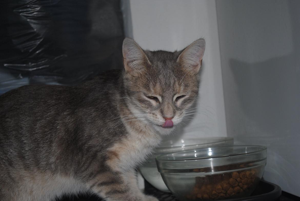 Huskat Pelle billede 5