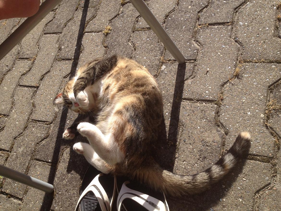 Huskat Daisy - Gør sig lidt til for fotografen ;-)  billede 10