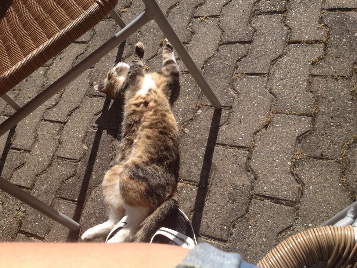 Huskat Daisy billede 11