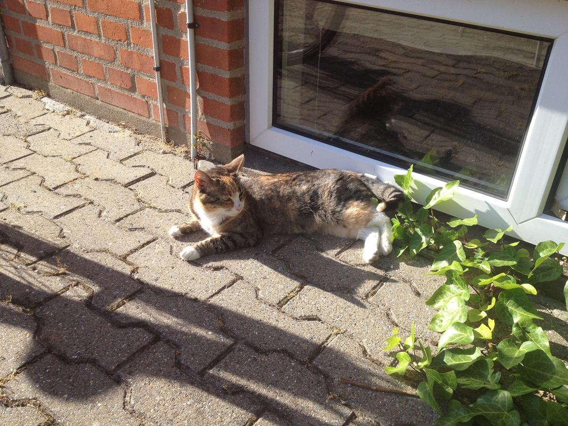 Huskat Daisy billede 12