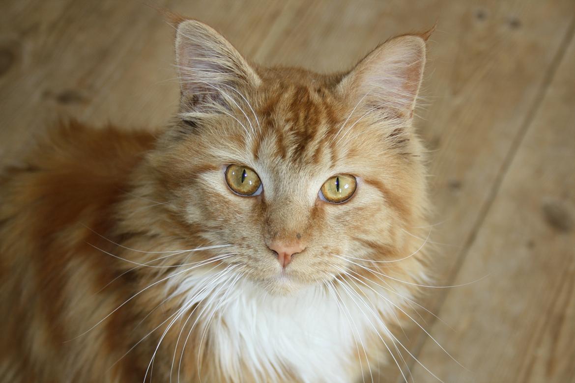 Maine Coon Lucifer billede 1