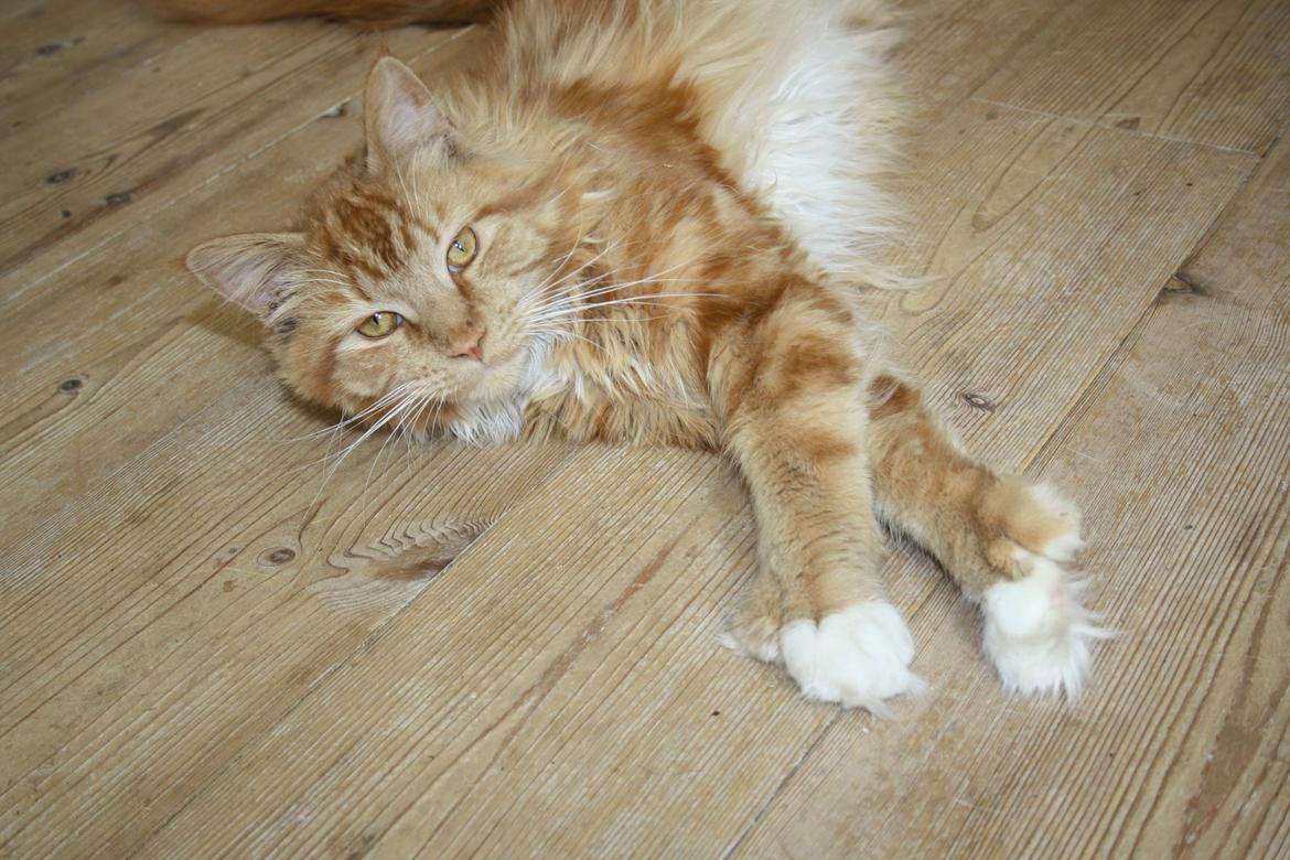 Maine Coon Lucifer billede 4