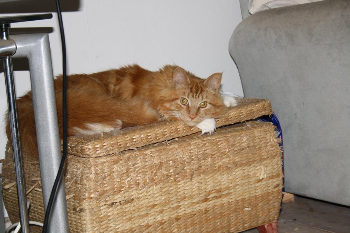 Maine Coon Lucifer billede 7
