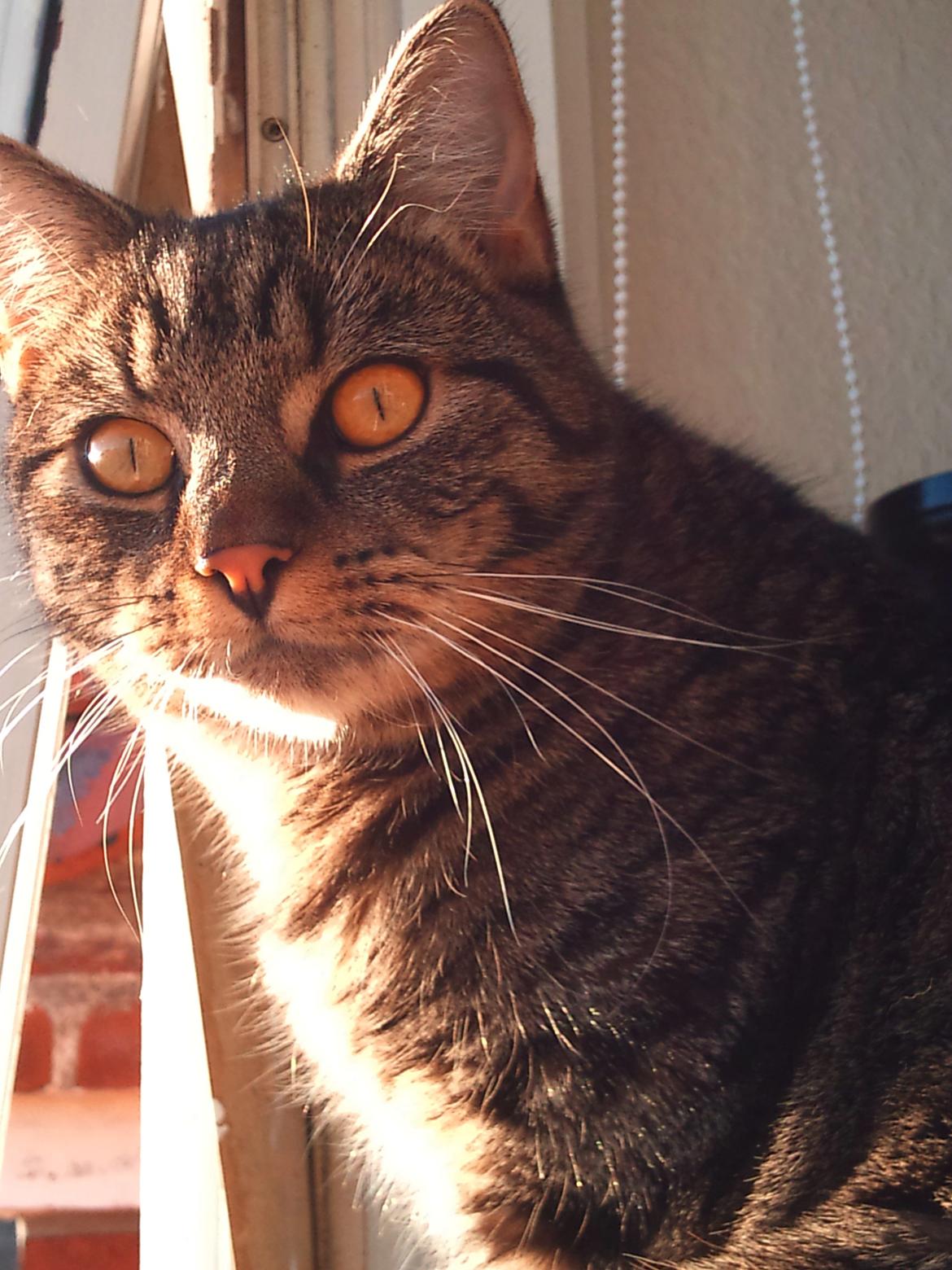 Huskat Zeus - Zeuz ca. et år gammel.  billede 11