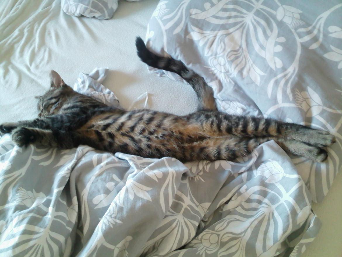 Huskat Zeus - En lang mis <3  billede 23