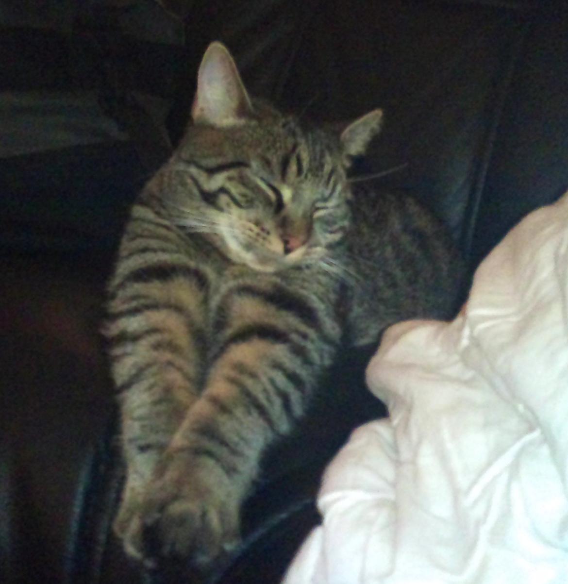 Huskat Zeus - Hygger i sofaen <3 billede 16