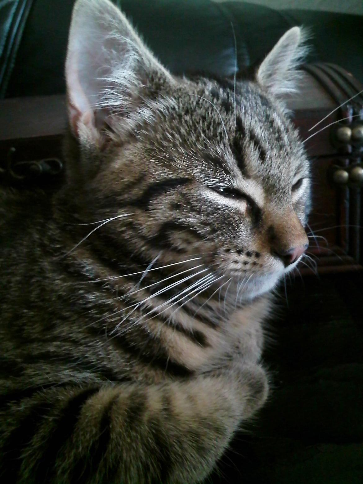 Huskat Zeus - Musen ca. halvt år gammel. billede 15