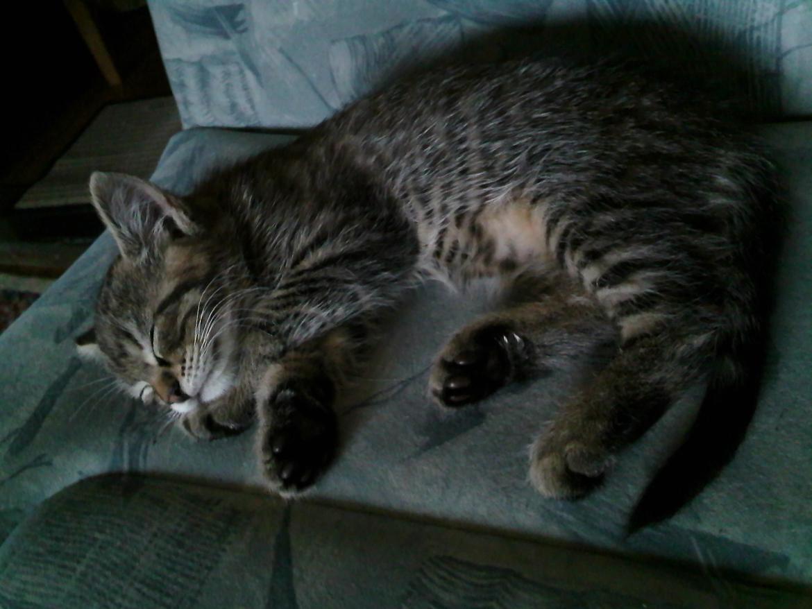 Huskat Zeus - Det aller første billede jeg selv tog af lille skiden <3 Jeg faldt pladask for ham!  billede 29