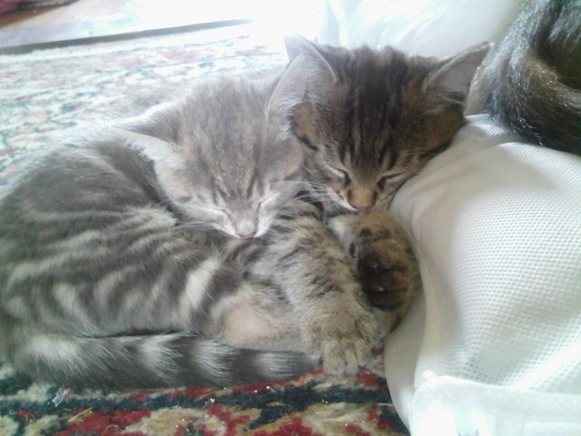 Huskat Zeus - Zeus og hans bror Felix :-)  billede 28