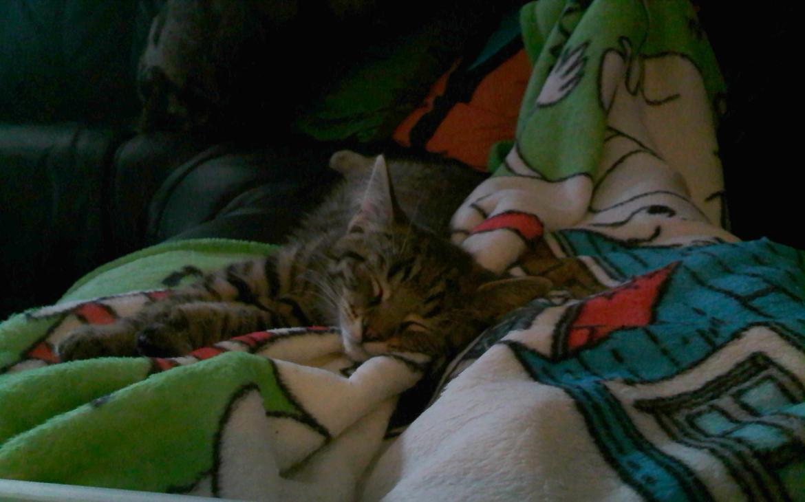 Huskat Zeus - Lige ankommet til sit nye hjem. Han tog det rigtig pænt. :-) 11/7-12  billede 27