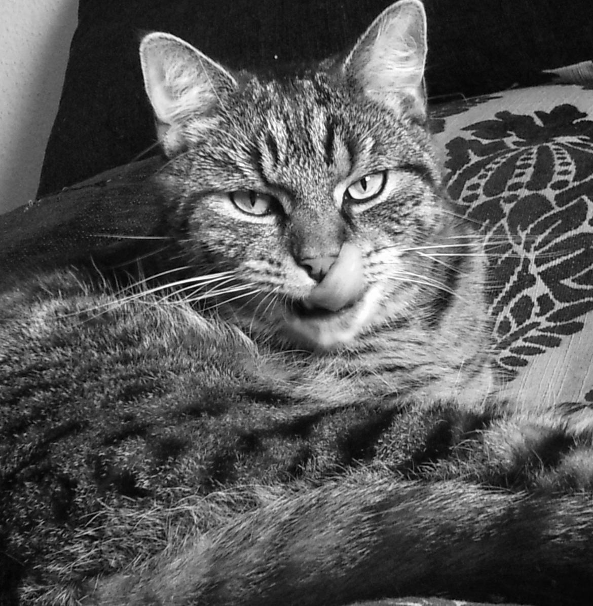 Huskat Zeus - Foråret 2013 :-) billede 10