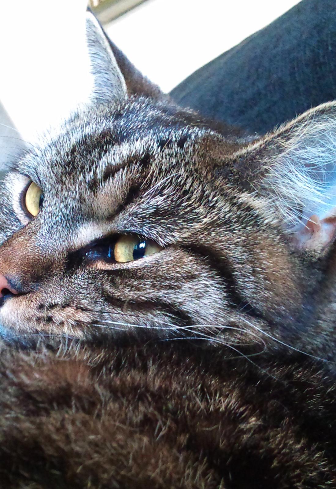 Huskat Zeus - Foråret 2013 billede 8