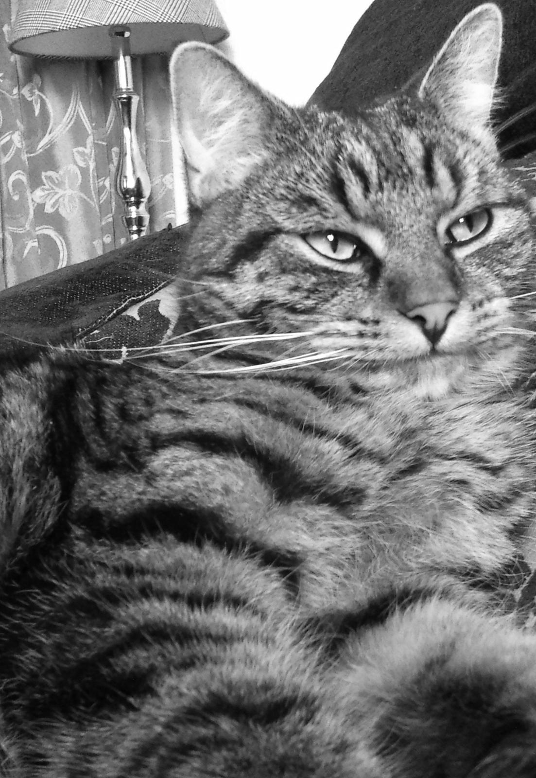 Huskat Zeus - Foråret 2013 :-)  billede 9