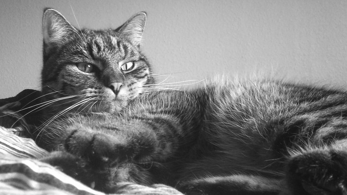 Huskat Zeus - Sommeren 2013 billede 3