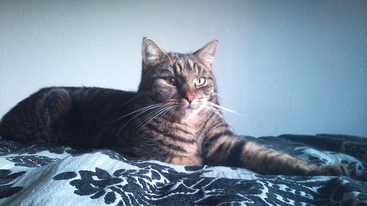 Huskat Zeus - Sommeren 2013 billede 6