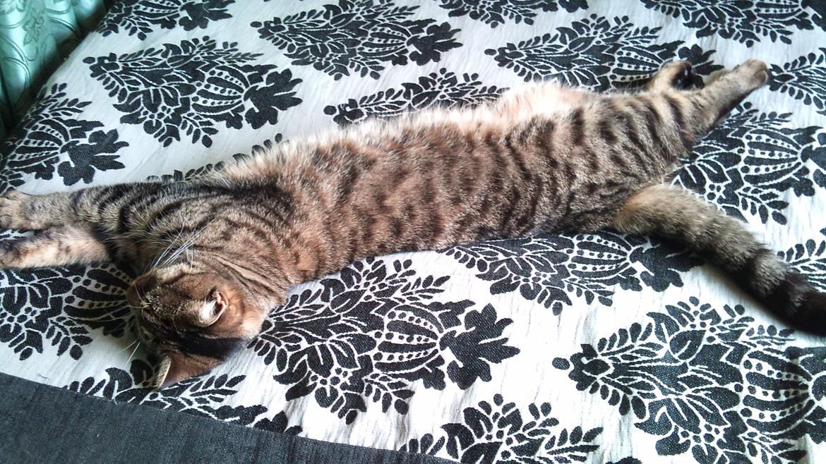 Huskat Zeus - Sommeren 2013 :-) billede 4