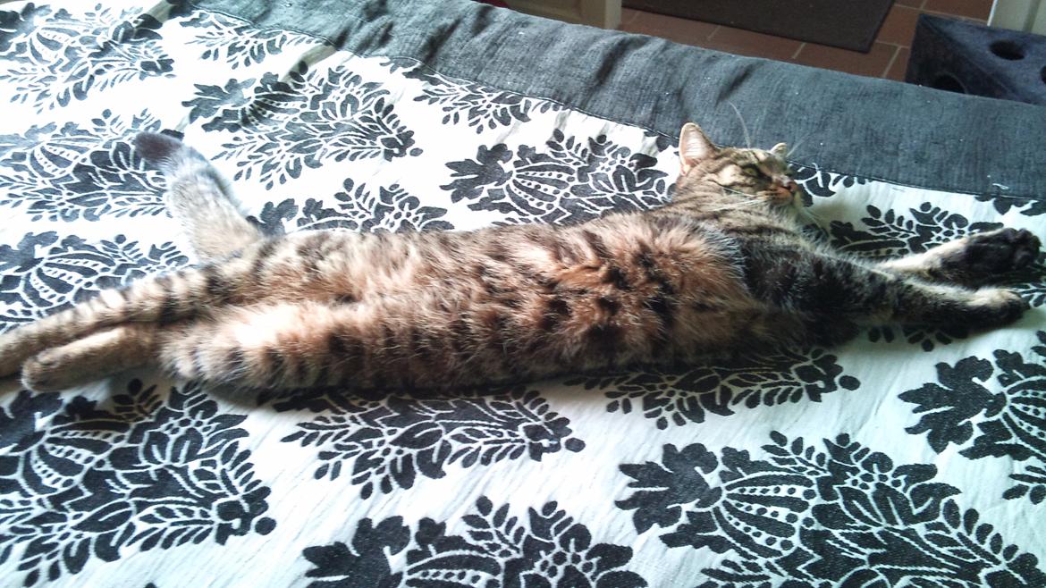 Huskat Zeus - Sommeren 2013 billede 5