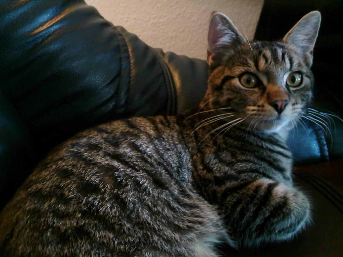 Huskat Zeus - <3 billede 21