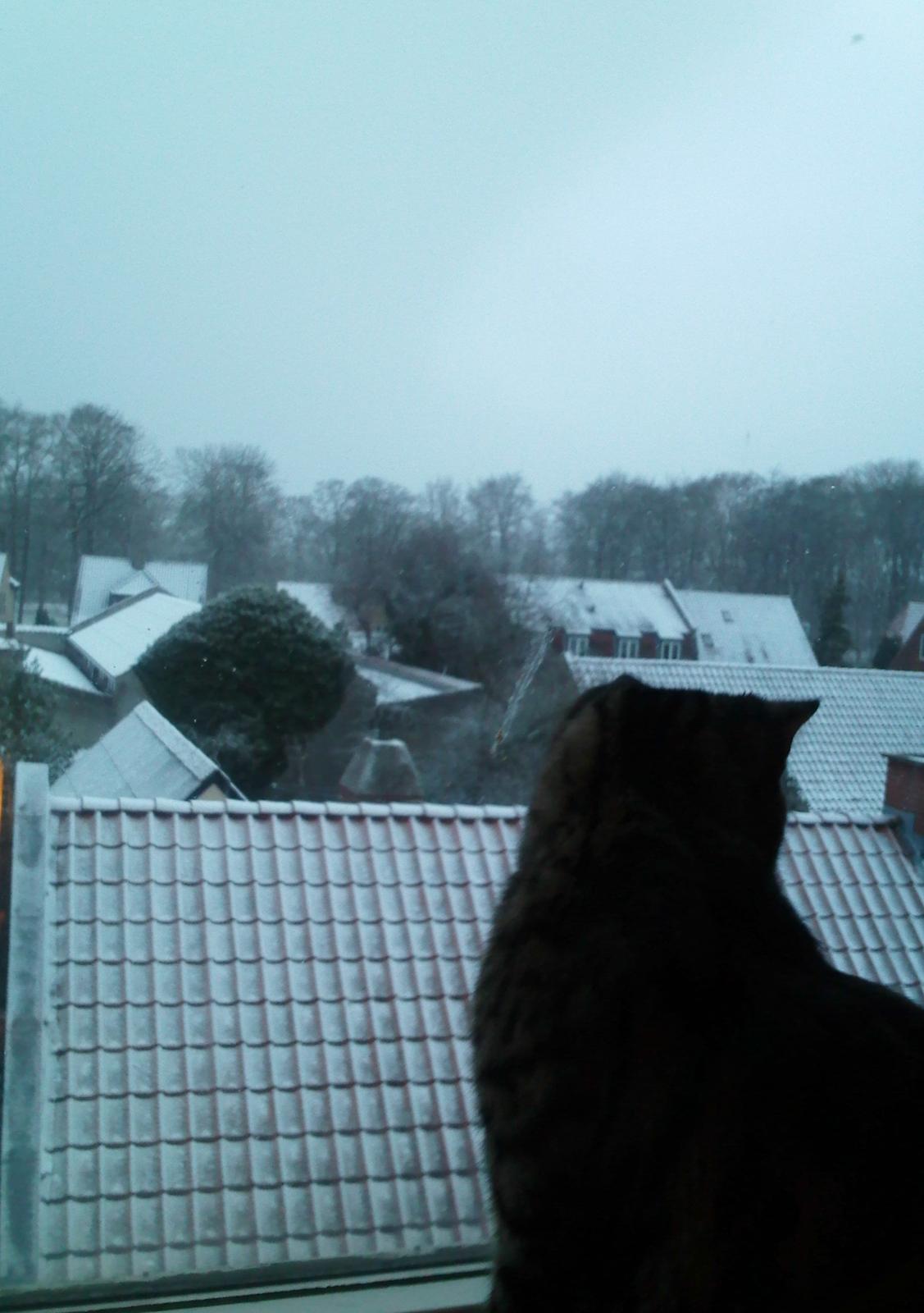 Huskat Zeus - Hans Første sne :-) billede 18