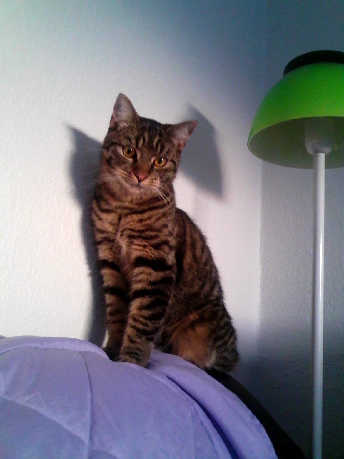 Huskat Zeus - Flotte Tiger :-) billede 20