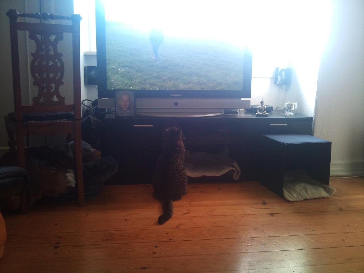 Huskat Zeus - Vi ser Søren ryge :-) Han var nu mest interesseret i de hunde der løb rundt på skærmen :-) Når hundene så løb ud af billedet, kiggede han altid bag fjernsynet :P  billede 14