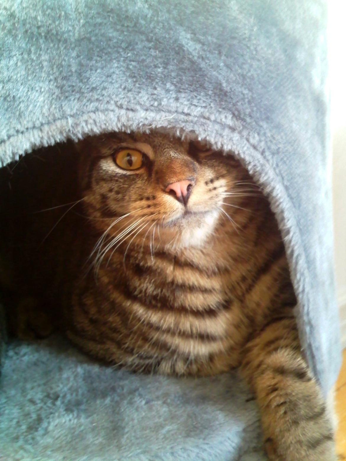 Huskat Zeus - <3 billede 12