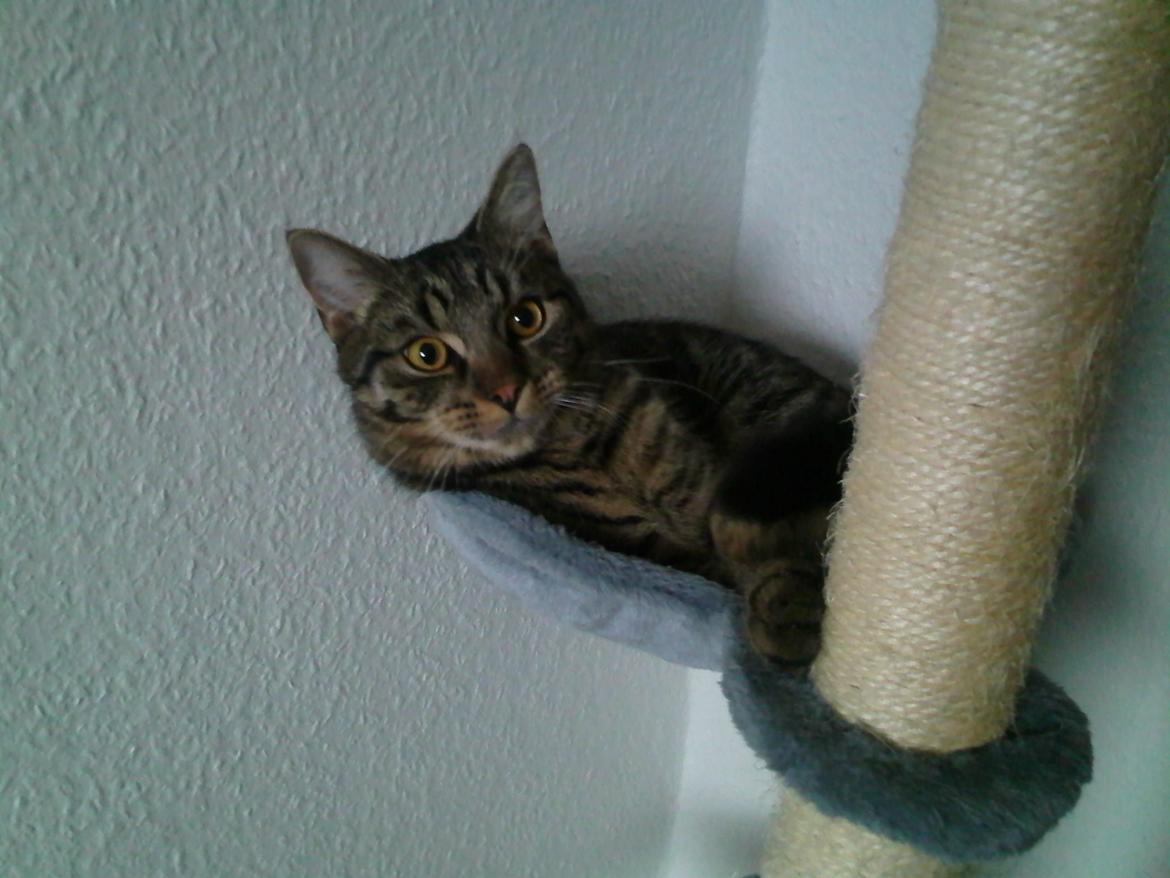 Huskat Zeus - <3 billede 22