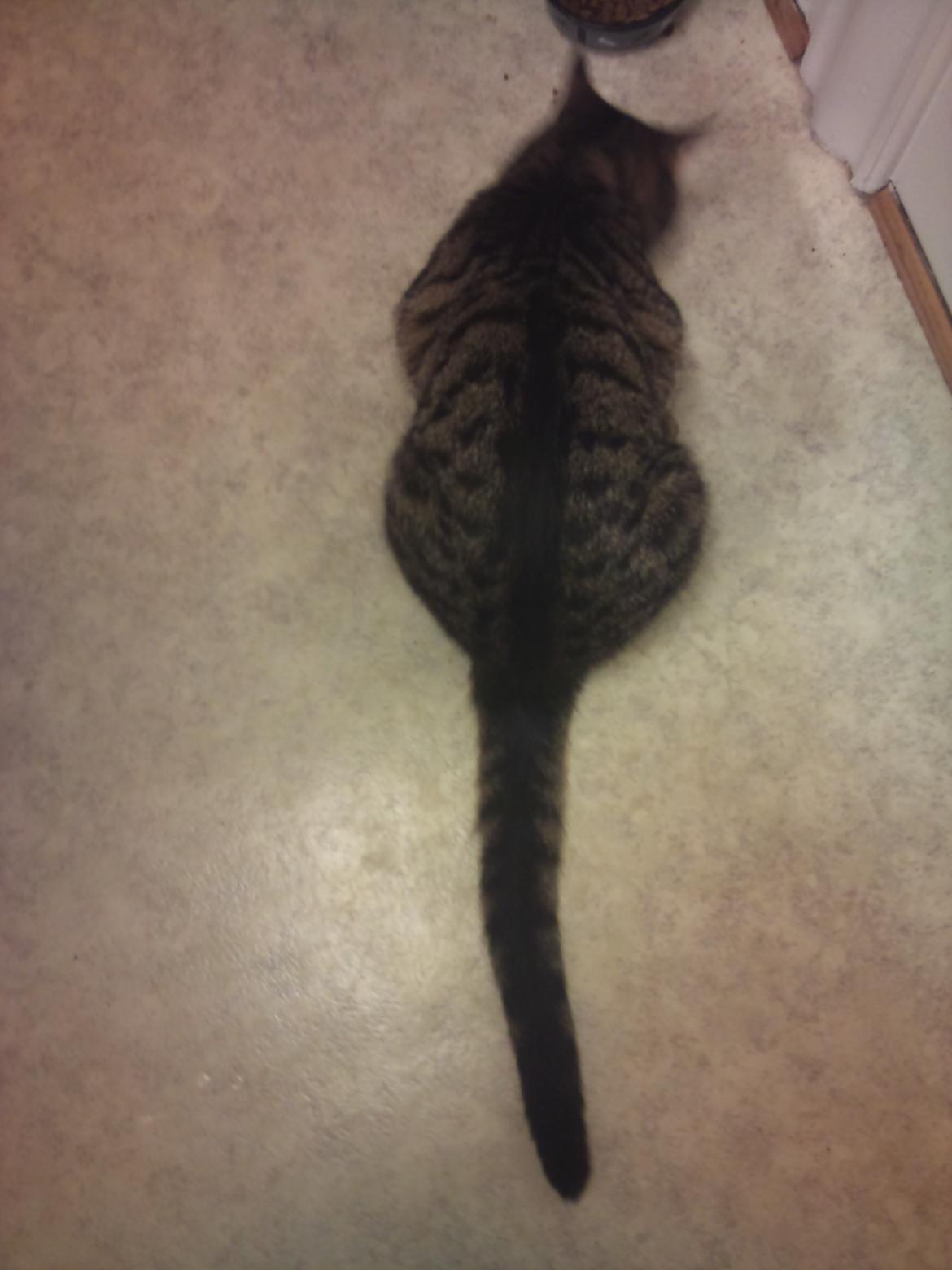 Huskat Zeus - Hale Tudsen :P billede 13