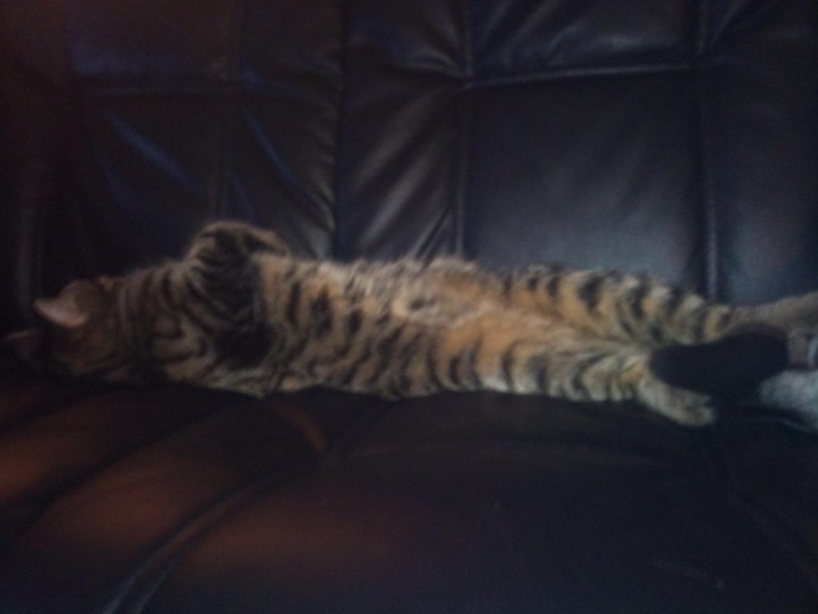 Huskat Zeus - <3 billede 17