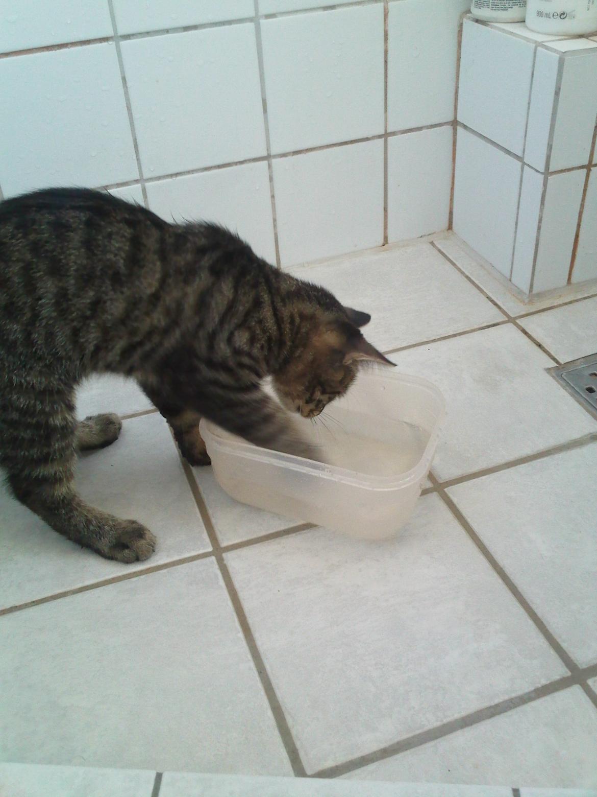 Huskat Zeus - Vand Pjaskeri <3 billede 25