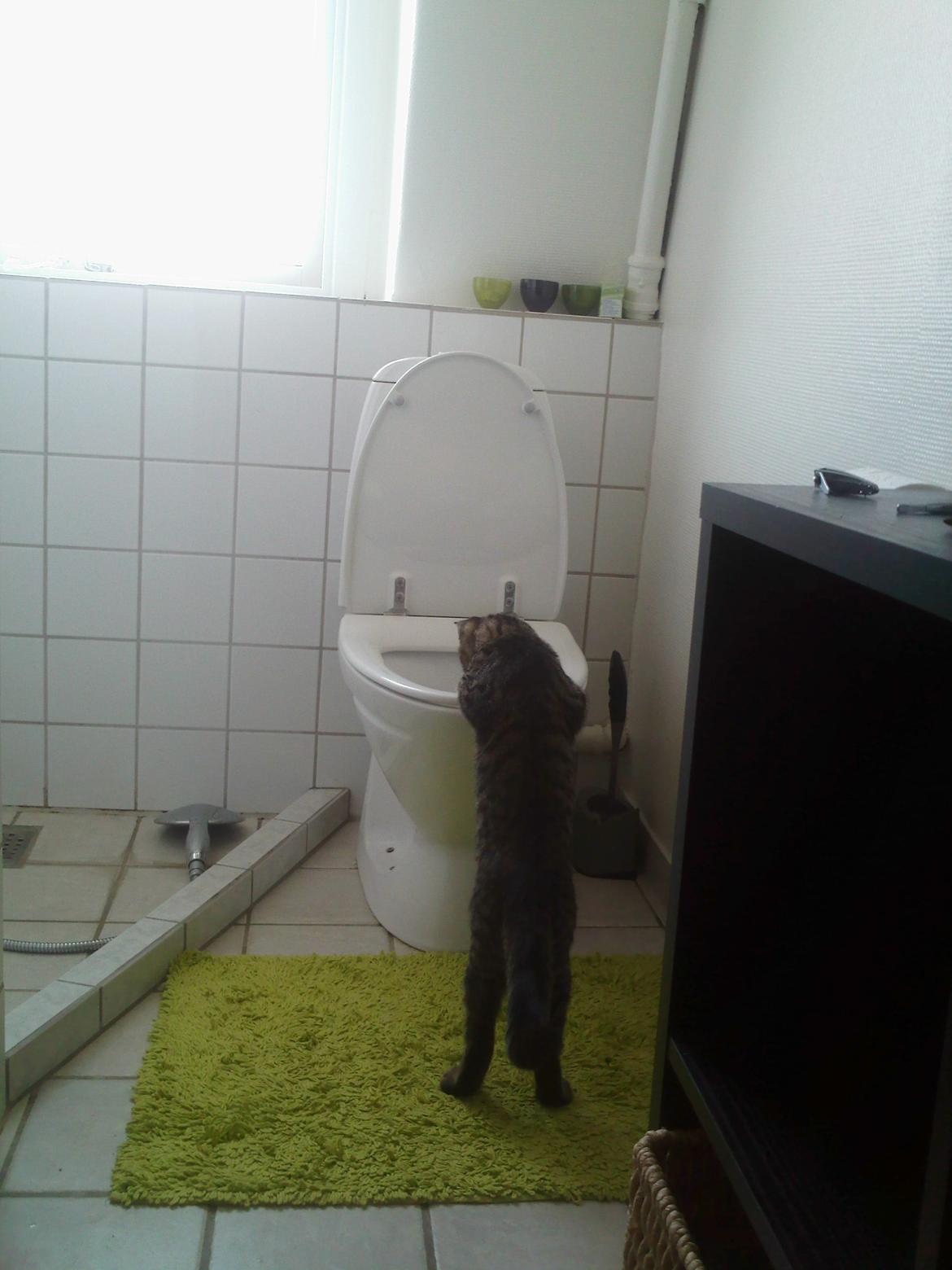 Huskat Zeus - Banditten synes det er sjovt der er vand i :-) billede 24