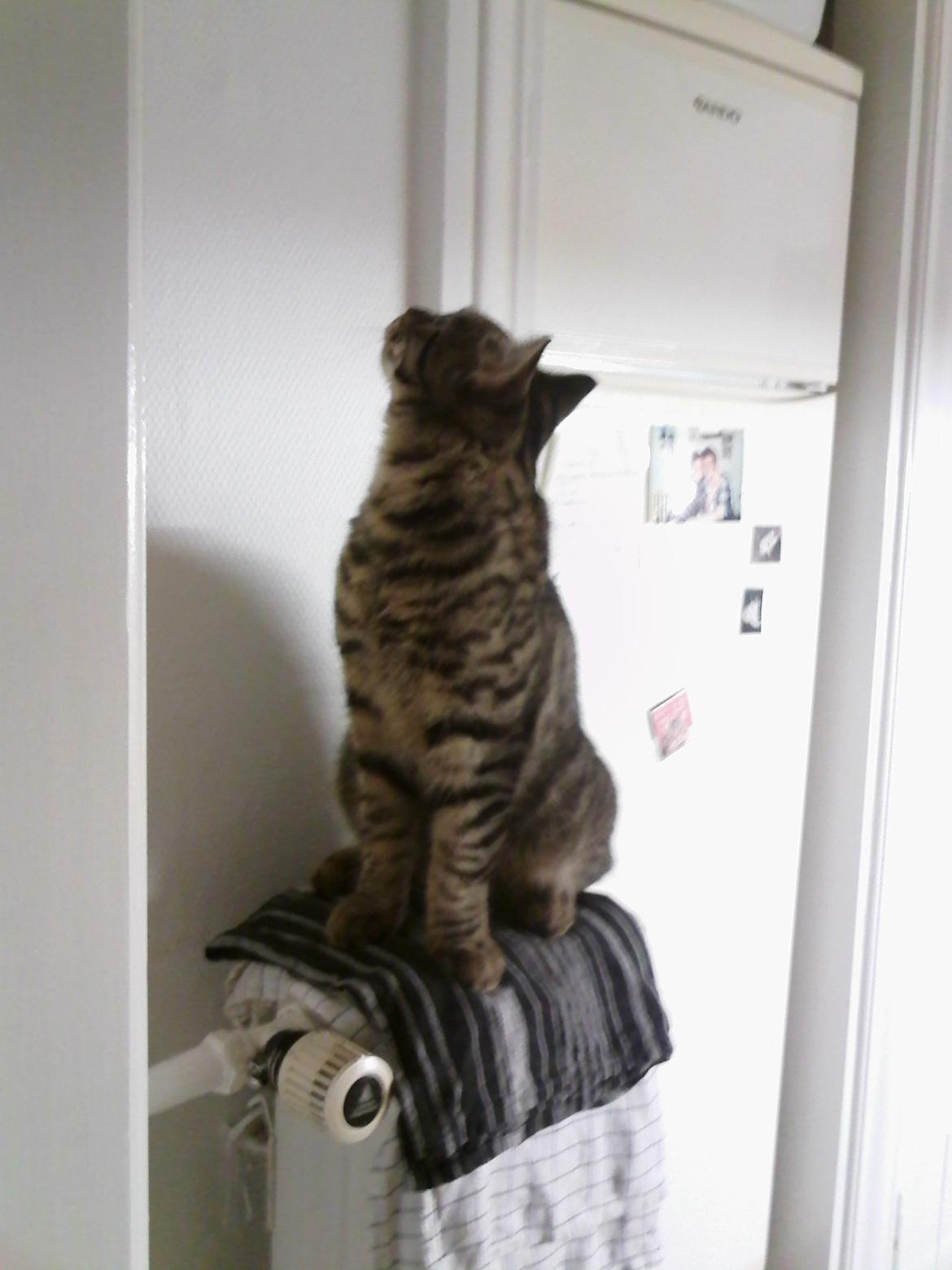 Huskat Zeus - Oppe og kigge :-) billede 19