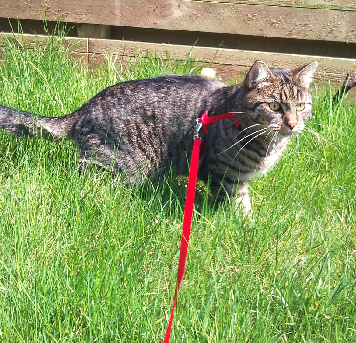 Huskat Zeus - Sommeren 2013 :-) <3  billede 7