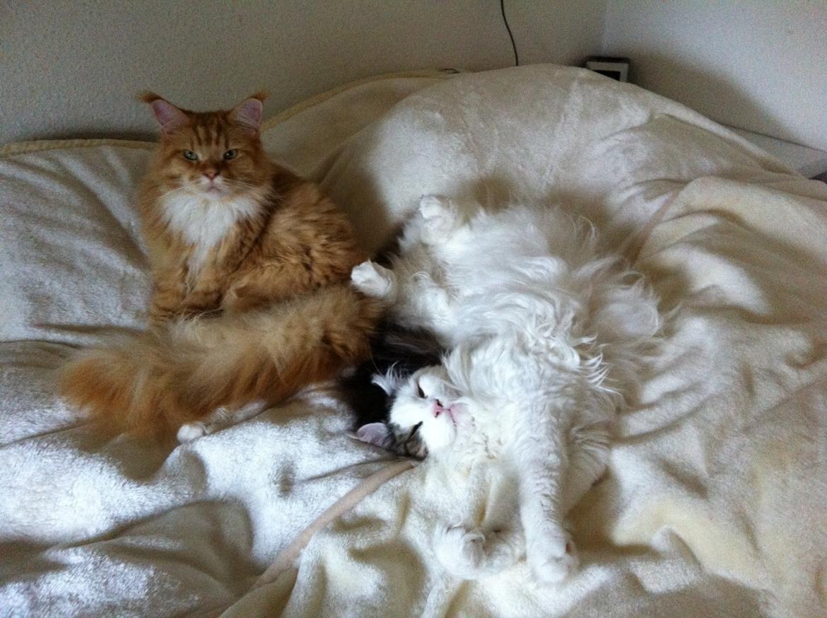 Maine Coon Sheercoons Ozzy billede 9