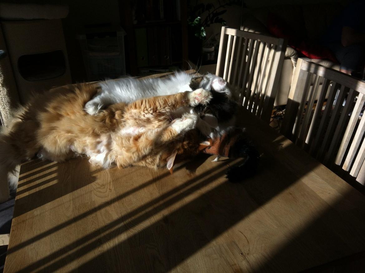 Maine Coon Sheercoons Ozzy billede 10