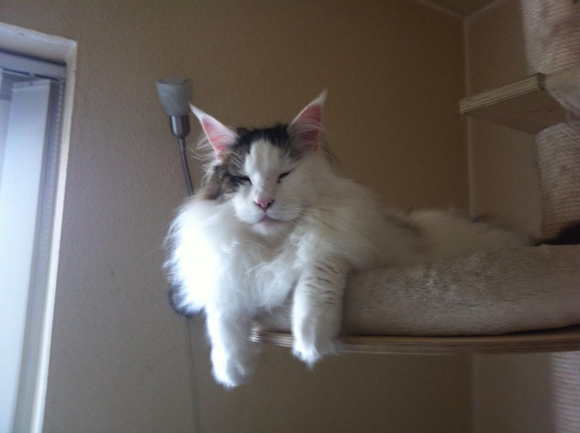Maine Coon Sheercoons Ozzy billede 11