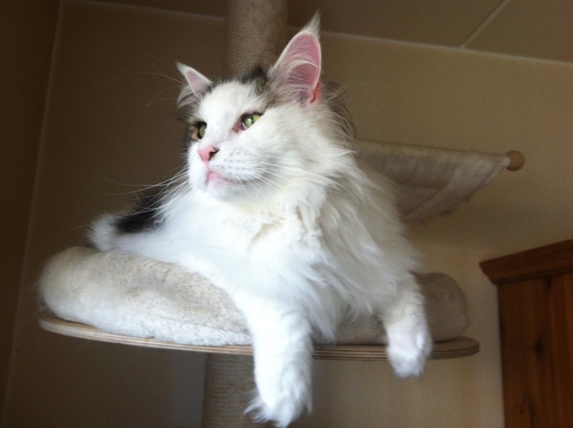 Maine Coon Sheercoons Ozzy billede 12