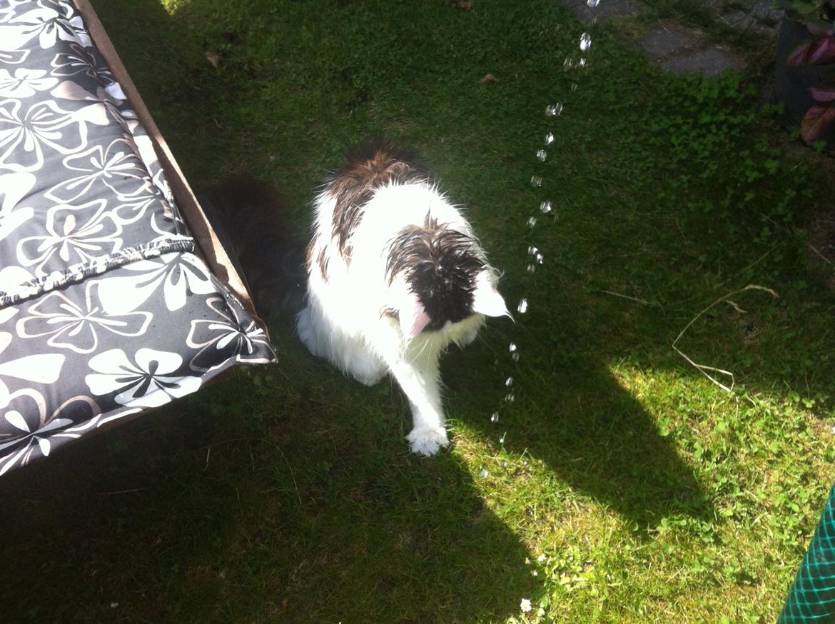 Maine Coon Sheercoons Ozzy billede 13