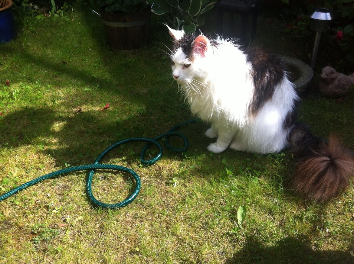 Maine Coon Sheercoons Ozzy billede 14