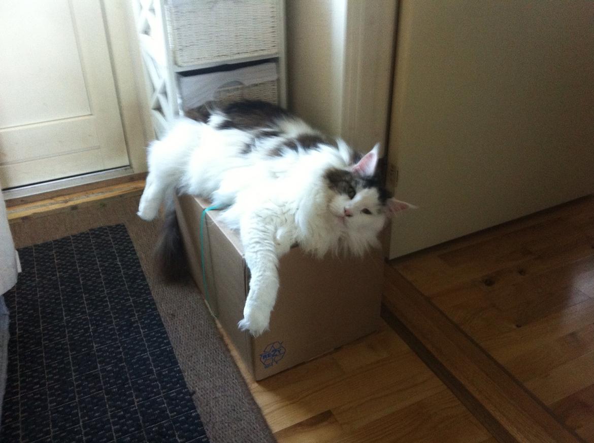 Maine Coon Sheercoons Ozzy billede 15