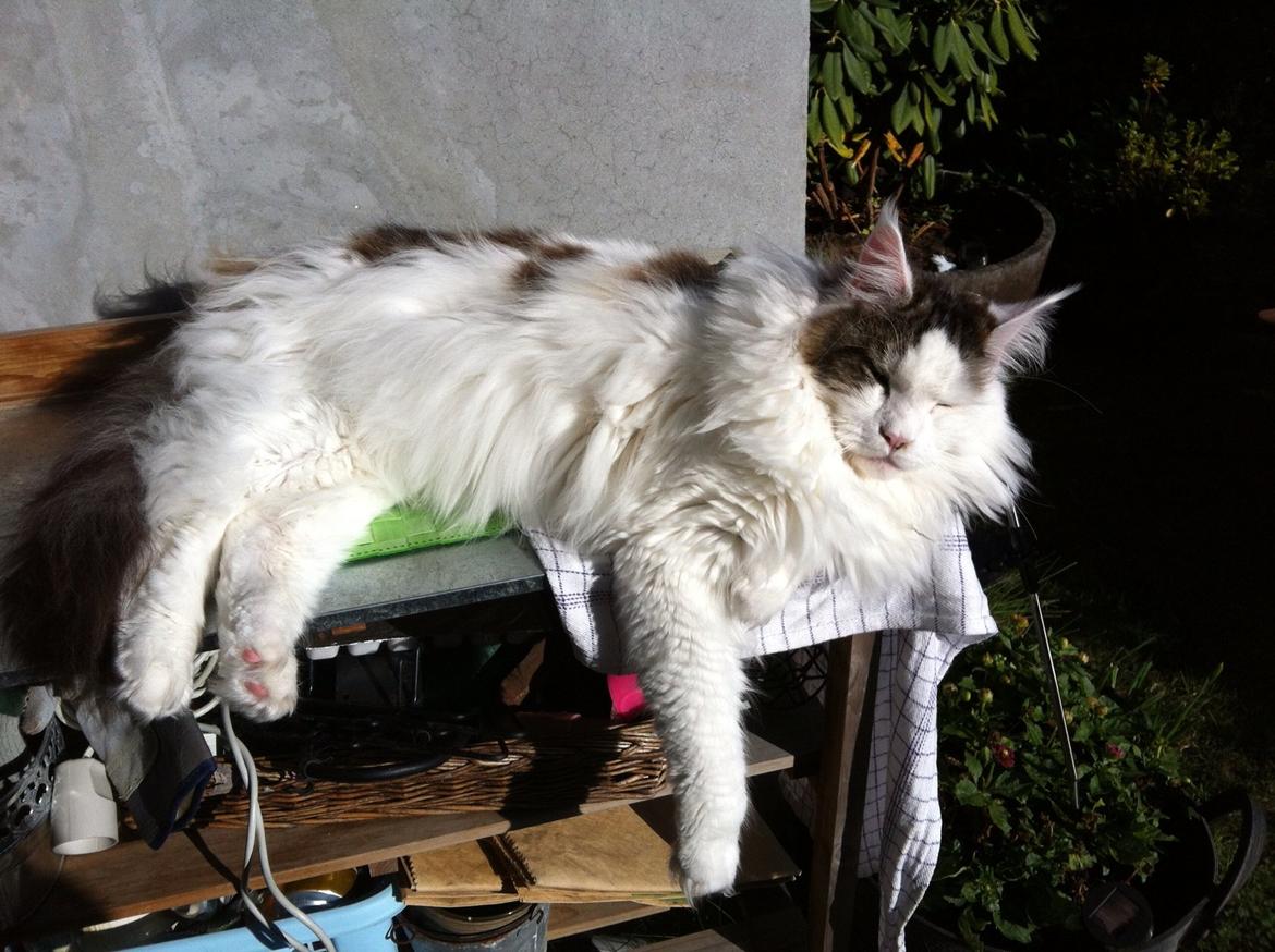 Maine Coon Sheercoons Ozzy billede 16