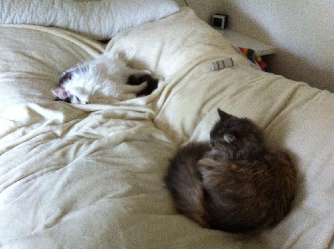 Maine Coon Sheercoons Ozzy billede 17