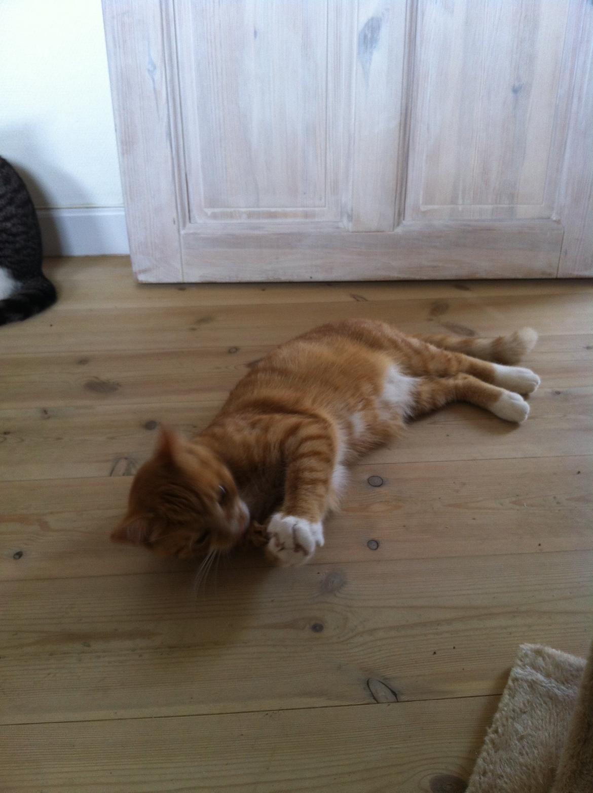 Huskat Garfield - 2013 billede 6