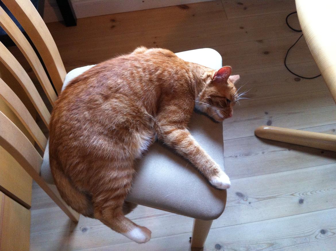 Huskat Garfield - 2013 billede 7